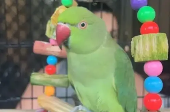 Lost: Friendly Parrot 'Kiwi' o...