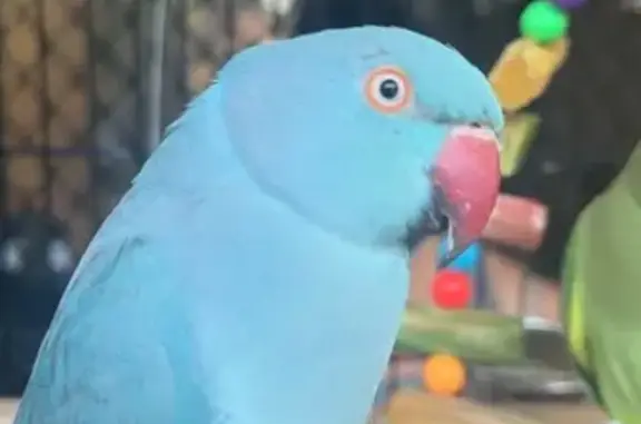 Lost: Friendly Blue Parrot 'Skye' in Georges River