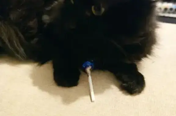 Animaux perdus Saint-Dizier, photo: Noisette, chatte noire perdue à Saint-Dizier