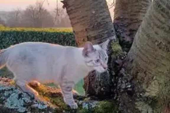 Chat perdu, Bussières, photo: Chaton beige-tigré perdu à Bussières