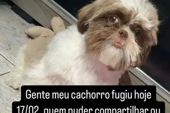 Shih Tzu Perdido: Meni com Mancha Azul