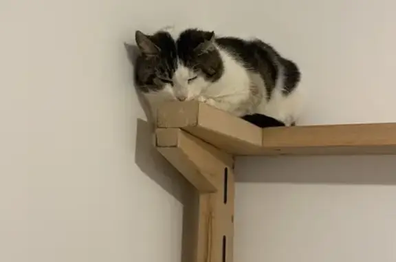 Chat trouvé Laon, photo: Chat peureux et gentil trouvé à Laon