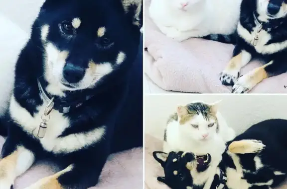 Animaux perdus Colomars, photo: Chienne Shiba Inu noire perdue à Colomars