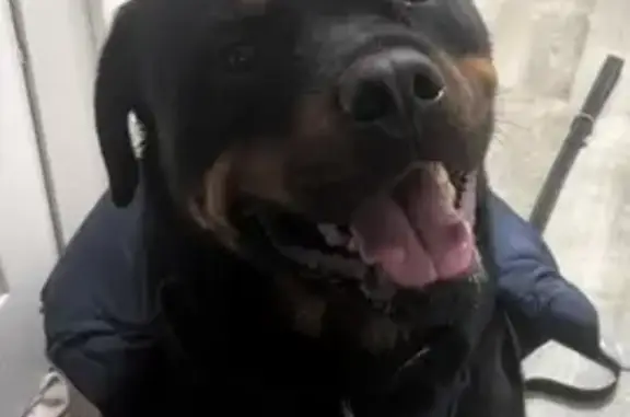 Found Rottweiler: 'Mom Says I'...