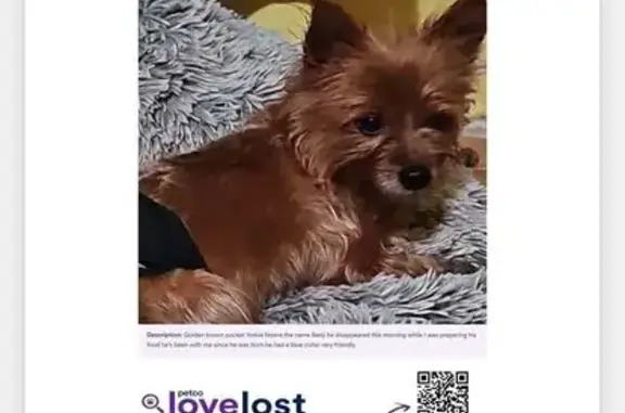 Lost Yorkie: Help Find Benji in Miami!