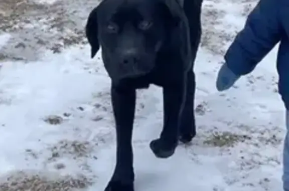 Missing Black Lab Elmo in Dassel 73751