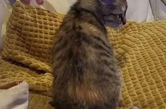 Chat perdu, Cléguer, photo: Chatte tigrée avec taches rousses perdue