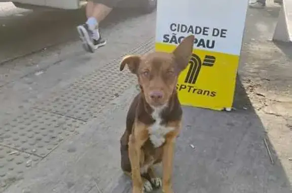 Cachorro Perdido Precisa de Ajuda Urgente