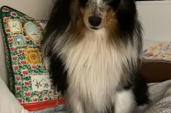 Chien perdu Clamart, photo : Berger Shetland bleu merle perdu Clamart