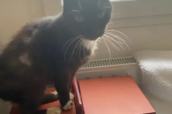 Chatte noire âgée perdue à Le Girouard - photo