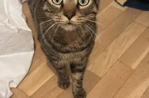Animaux perdus Bagneux, photo: Chat tigré disparu à Bagneux