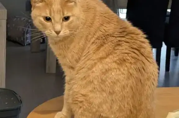 Milo, chat roux 3 ans perdu à Rivesaltes - photo
