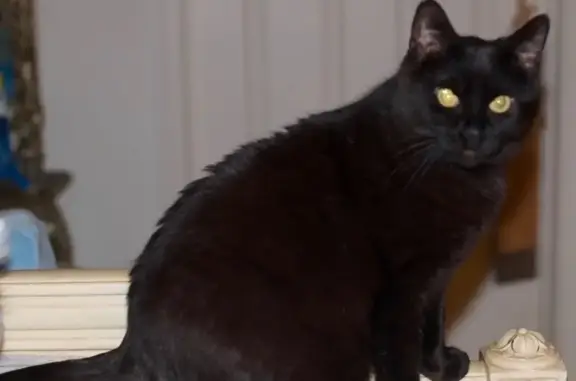 Missing: Senior Black Cat 'Usha' in Frederick