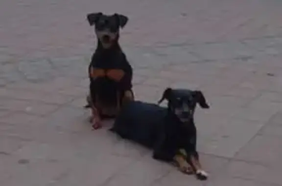 Perro Pincher Negro Perdido en Vigo