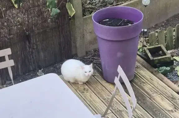 Chat européen errant à Aubergenville - photo