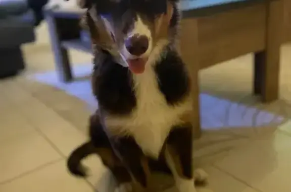 Chien perdu , photo : Berger australien perdu à Étrelles