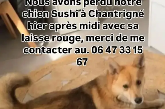 Chien perdu , photo : Corgi perdu à Chantrigné, laisse rouge