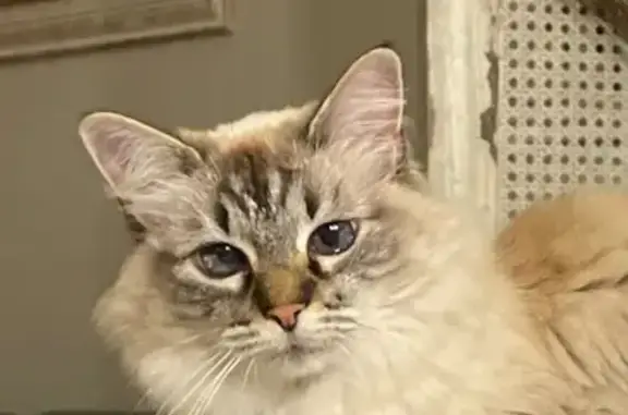 Chat perdu, Montfort-sur-Meu, photo: Chatte siamoise disparue à Montfort-sur-Meu