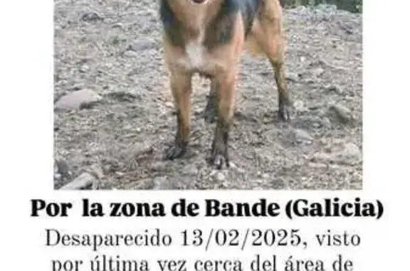 Perro Perdido: Negro y Marrón en Bande