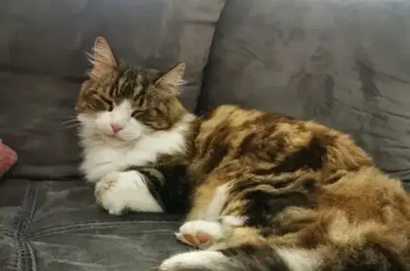Pepsi, chat tricolore perdu à Loriol - photo
