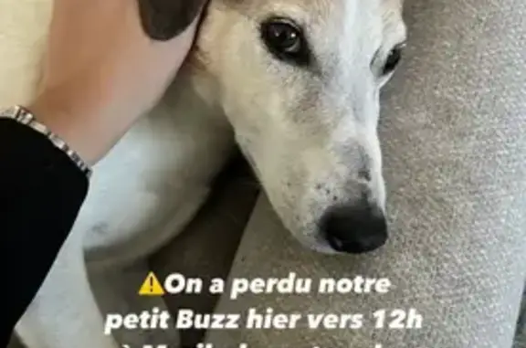 Chien perdu : Buzz, 14 ans, pelage crème - photo