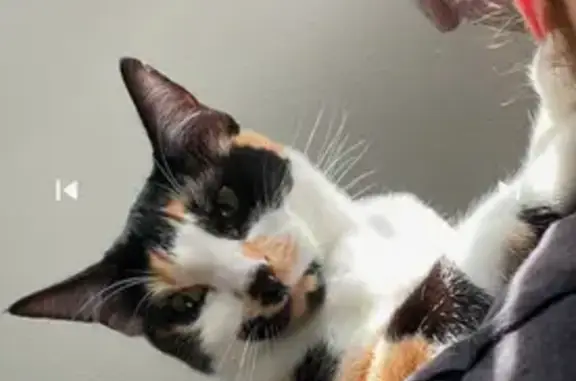 Missing Calico Cat Ivy in Pembroke Pines