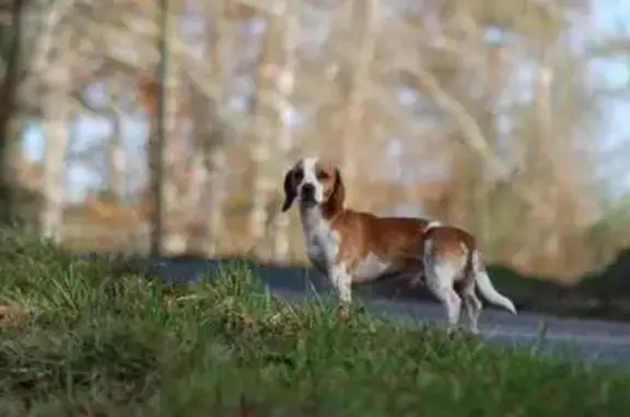 Chien perdu : Jack croisé Beagle à Saint-Lys - photo