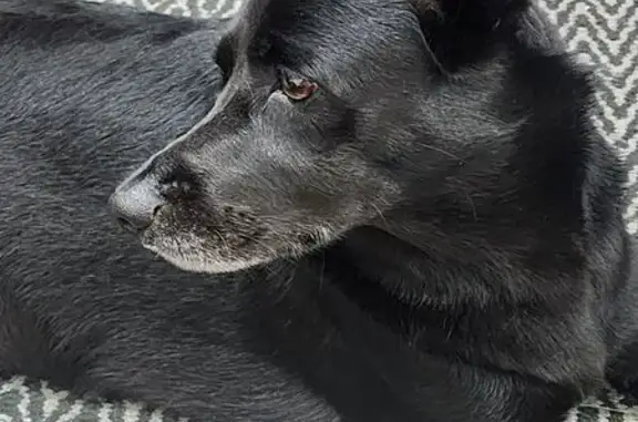 Cachorro Preto Encontrado na Aclimação