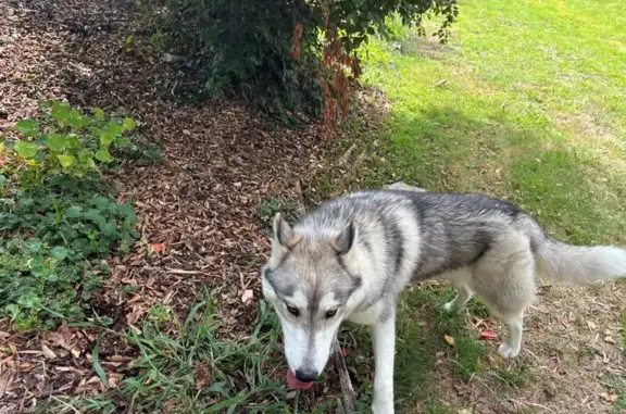 Found: Friendly Husky on Flann...