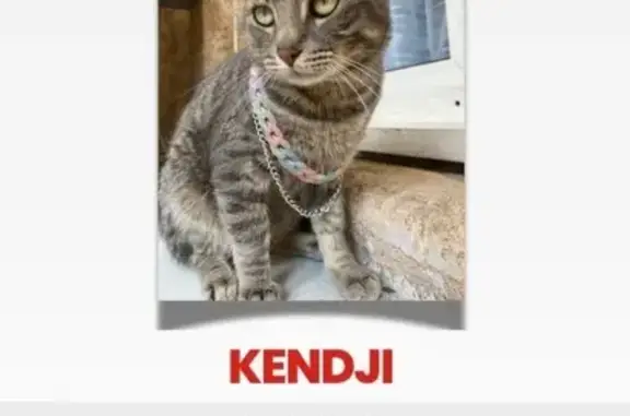 Animaux perdus Marseille Bompard, photo: Chat perdu depuis une semaine à Marseille