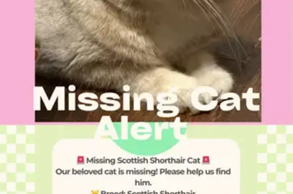 Help Find Our Missing Scottish Shorthair!