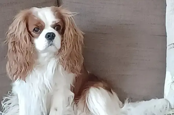 Lost King Charles Spaniel in Bellaire