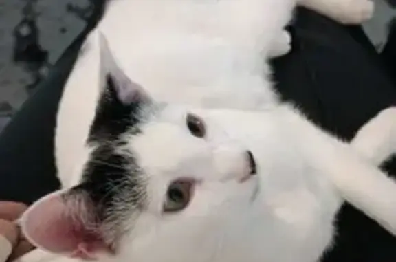 Chat perdu, Moussy-le-Vieux, photo: Chat mâle blanc perdu à Moussy-le-Vieux