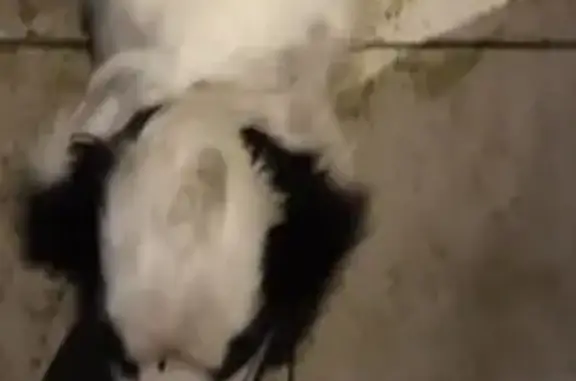 Chien trouvé près de Saint-Domineuc - photo