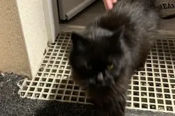 Chat trouvé Semussac, photo: Chatte trouvée rue des Ilôts, Semussac