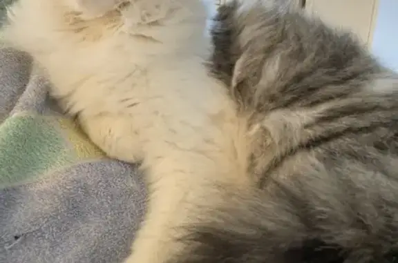 Chat perdu : mâle blanc/gris, Rue Racine - photo