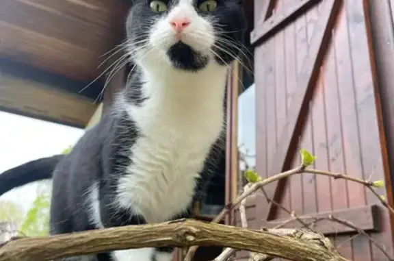 Animaux perdus Bordeaux, photo: Chatte noire et blanche disparue à Bordeaux