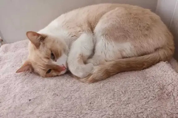 Gato Cariñoso Encontrado en Elche