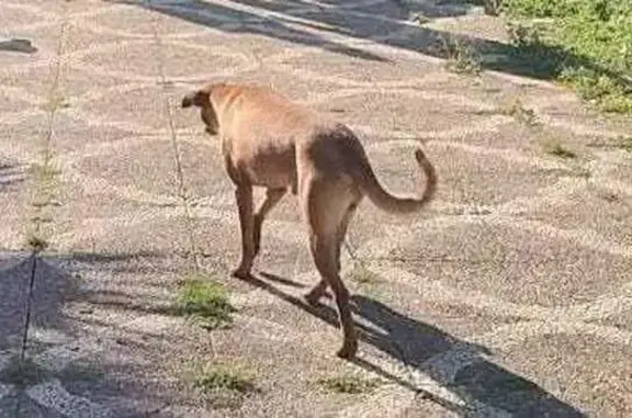 Perros perdidos, , foto: Perro Cruce Canela Perdido en Carmona