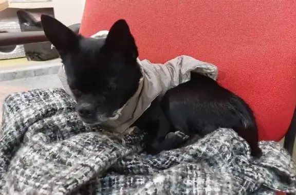 ¡Ayuda! Chiguagua negro perdido en Valencia