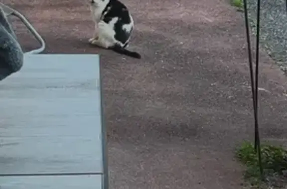 Chat noir et blanc trouvé à Deyme - photo