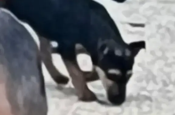 Chien noir perdu à Coupvray, taches marron - photo