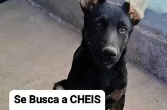 Perro Perdido: Pastor Checo en Málaga