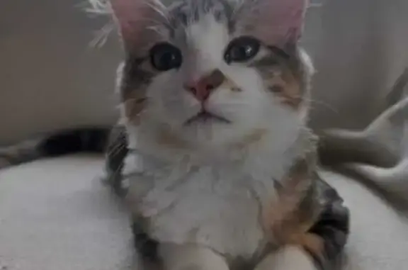 Chat européen tigre perdu à Jassans-Riottier - photo