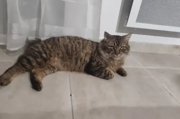 Animaux trouvés Béziers, photo: Chat sociable trouvé à Béziers
