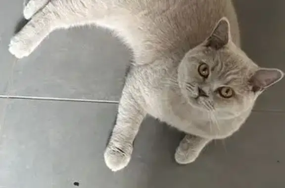 Animaux perdus Champigny-sur-Marne, photo: Chat lilas perdu, Rue Marcelin Berthelot