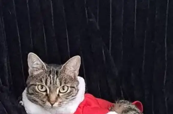 Animaux perdus Épinal, photo: Sweety, chatte tigrée 4 ans disparue à Épinal
