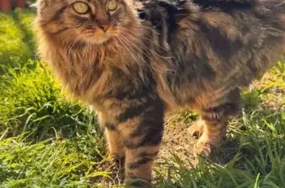 Gata Atigrada Perdida en El Masnou