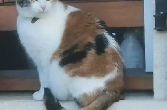 Chatte Dousya perdue à Vinzier - photo