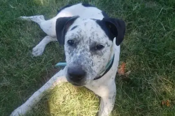 Lost Dog: White/Black Heeler-Pit Mix